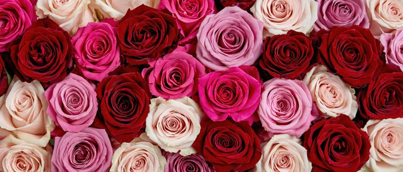 Overhead flat-lay of densely packed roses in shades of pink, red and cream filling the frame