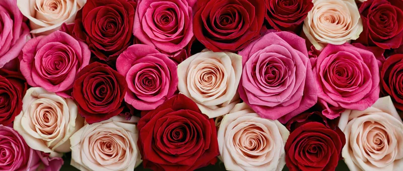 Overhead flat-lay of densely packed roses in shades of pink, red and cream filling the frame