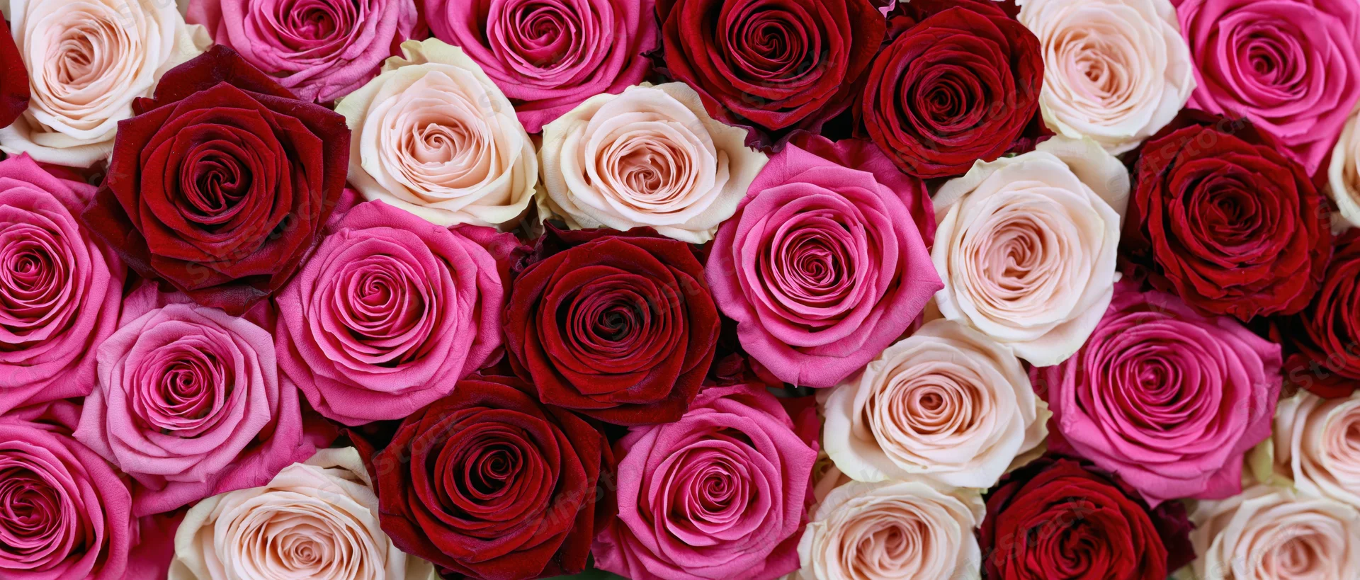 Overhead flat-lay of densely packed roses in shades of pink, red and cream filling the frame