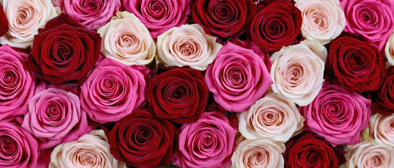 Overhead flat-lay of densely packed roses in shades of pink, red and cream filling the frame