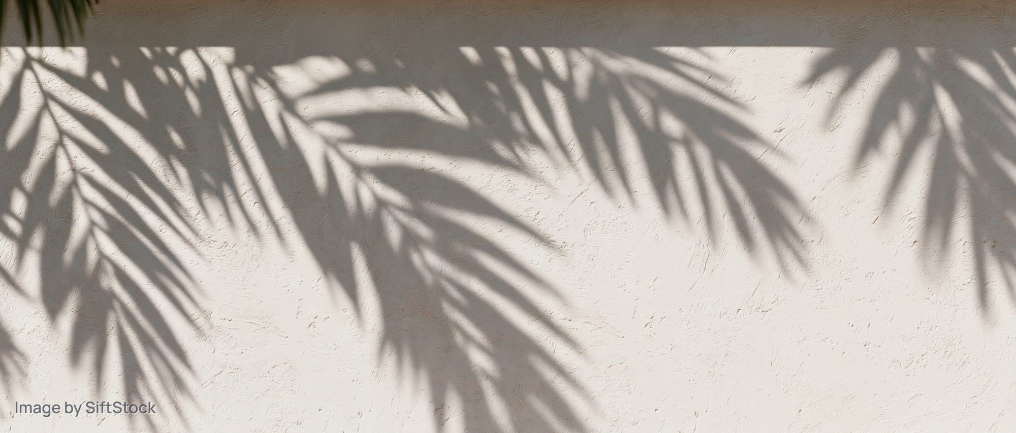 Palm leaf shadows cast across a textured off-white plaster wall outdoors