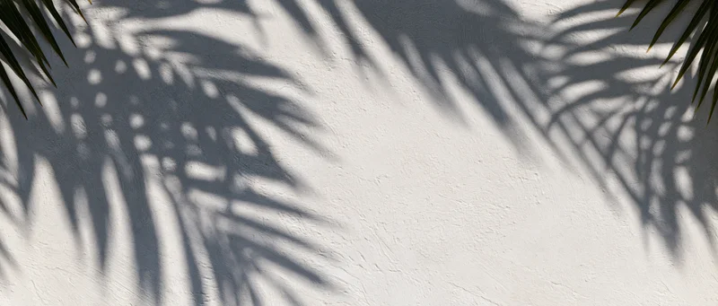 Palm leaf shadows cast across a white plaster wall outdoors