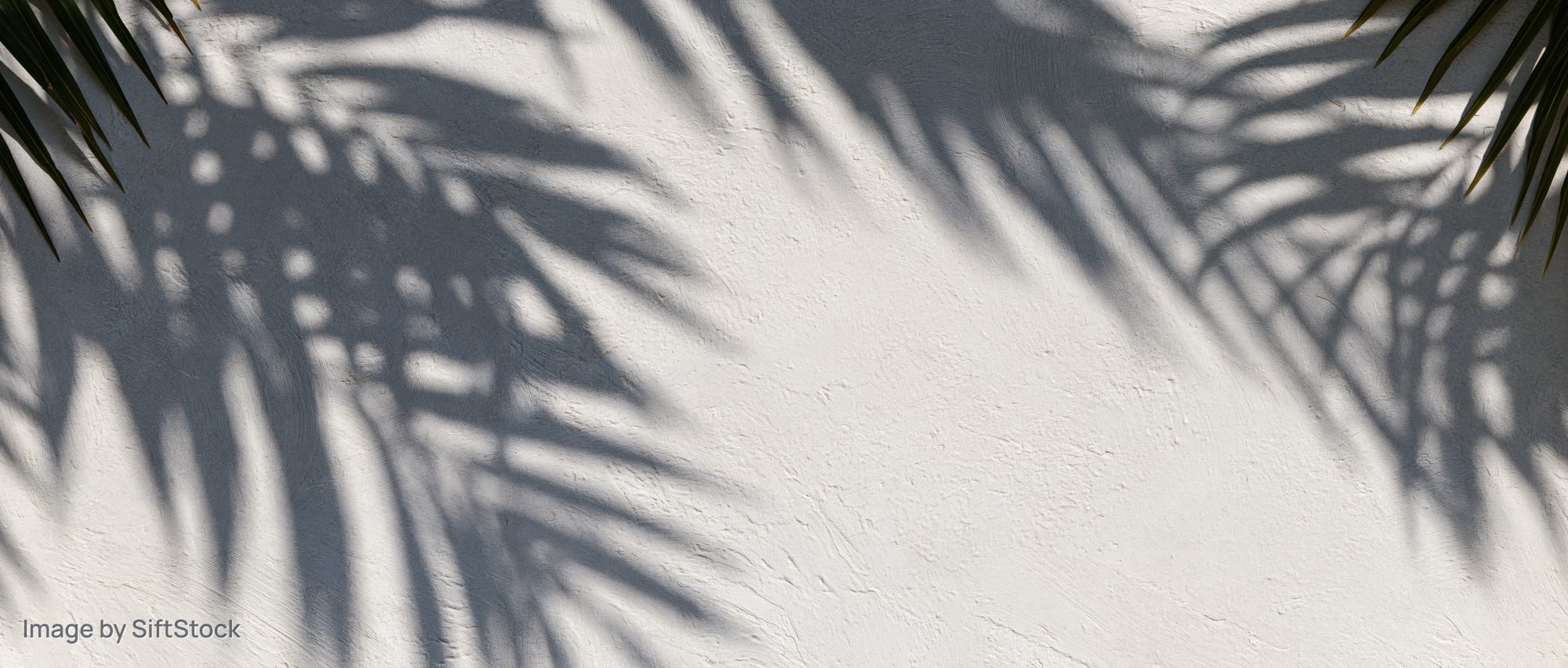 Palm leaf shadows cast across a white plaster wall outdoors