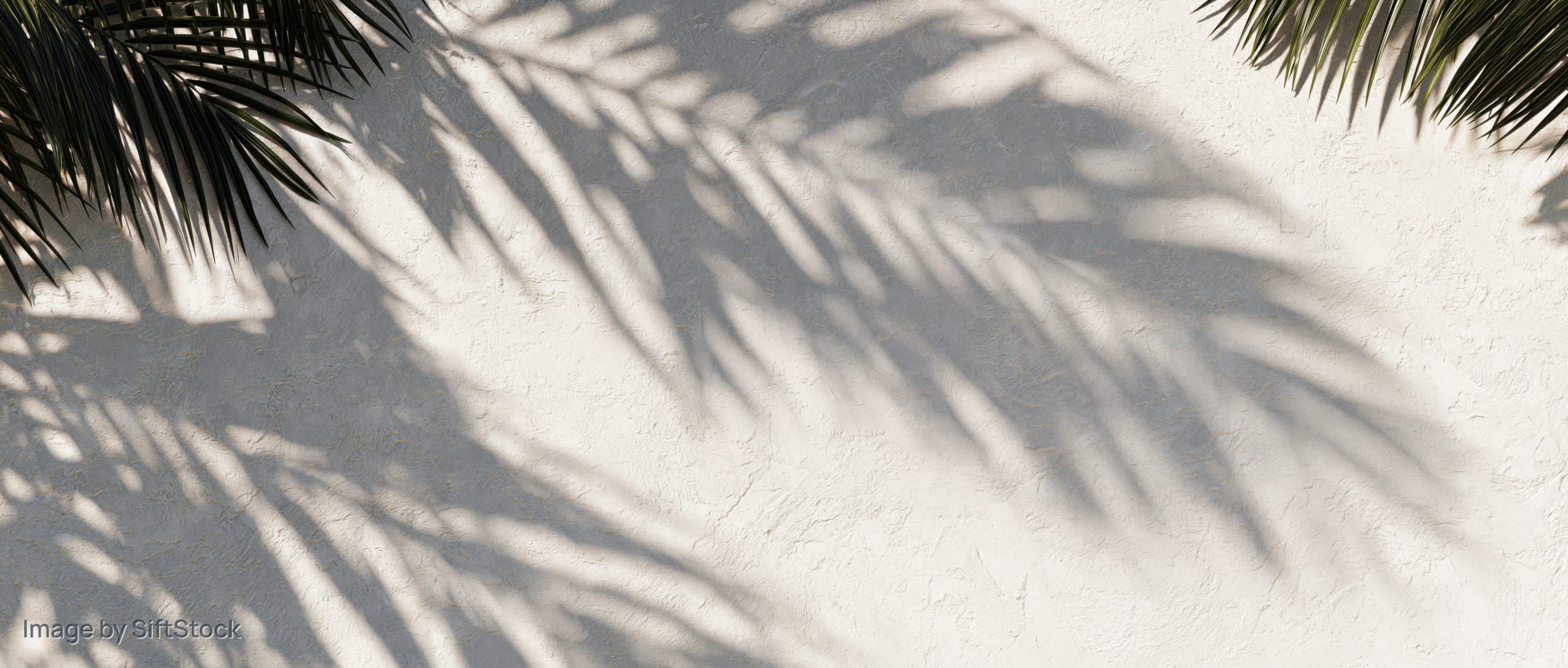 Palm leaf shadows cast across a textured off-white plaster wall in bright sunlight