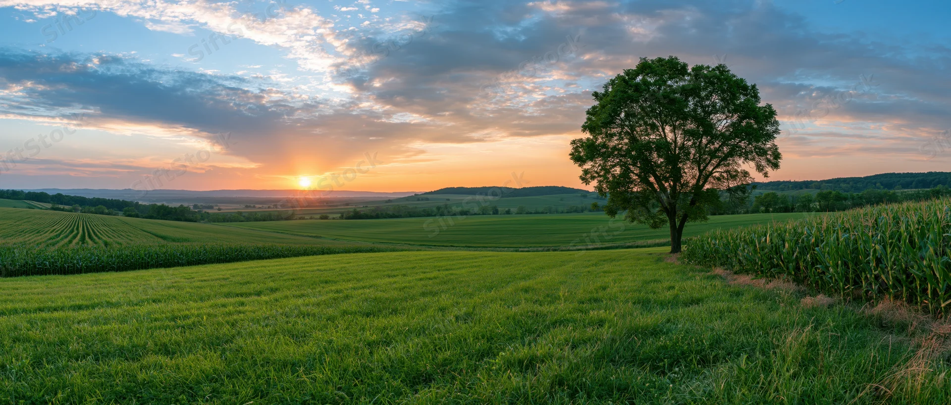 Panoramic view of rolling green crop fields at sunset with a lone tree and distant hills under a cloudy sky