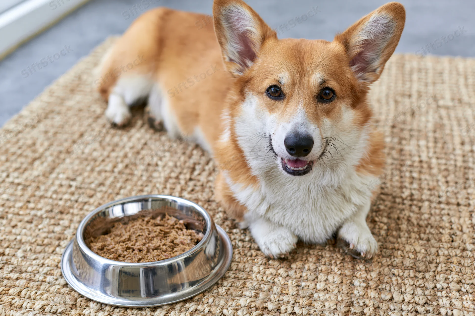 Pembroke welsh corgi lying on woven rug beside metal food bowl