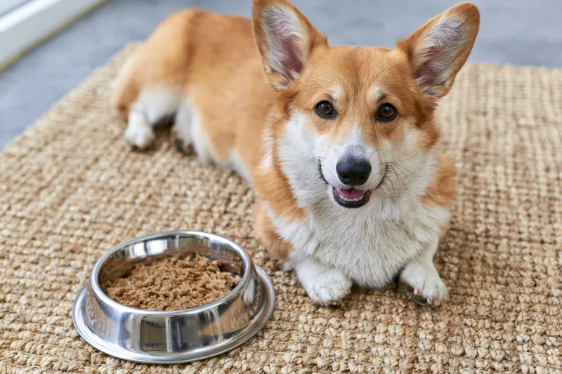 Pembroke welsh corgi lying on woven rug beside metal food bowl