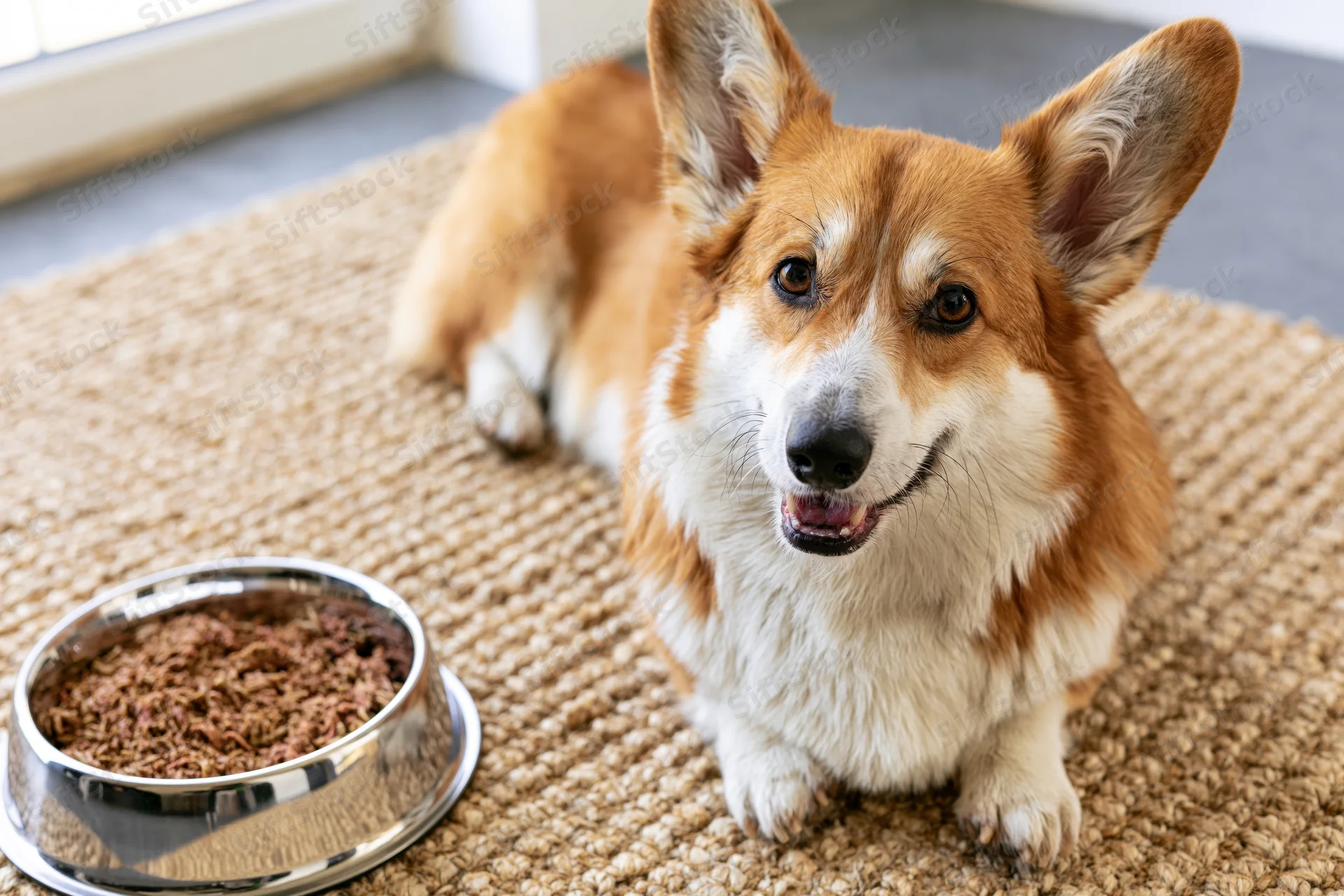 Pembroke welsh corgi lying on woven rug beside metal bowl of kibble