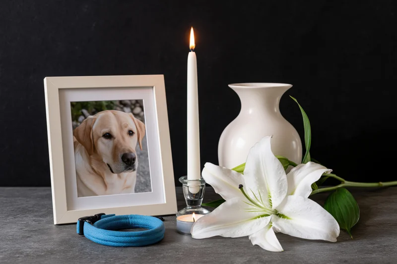 Framed photo of a dog beside a lit candle, white lily, and blue collar on a dark surface