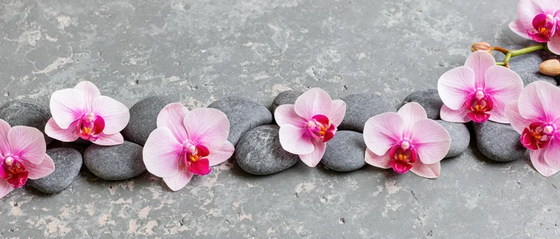 Pink phalaenopsis orchid blooms arranged with smooth grey river stones on a concrete surface