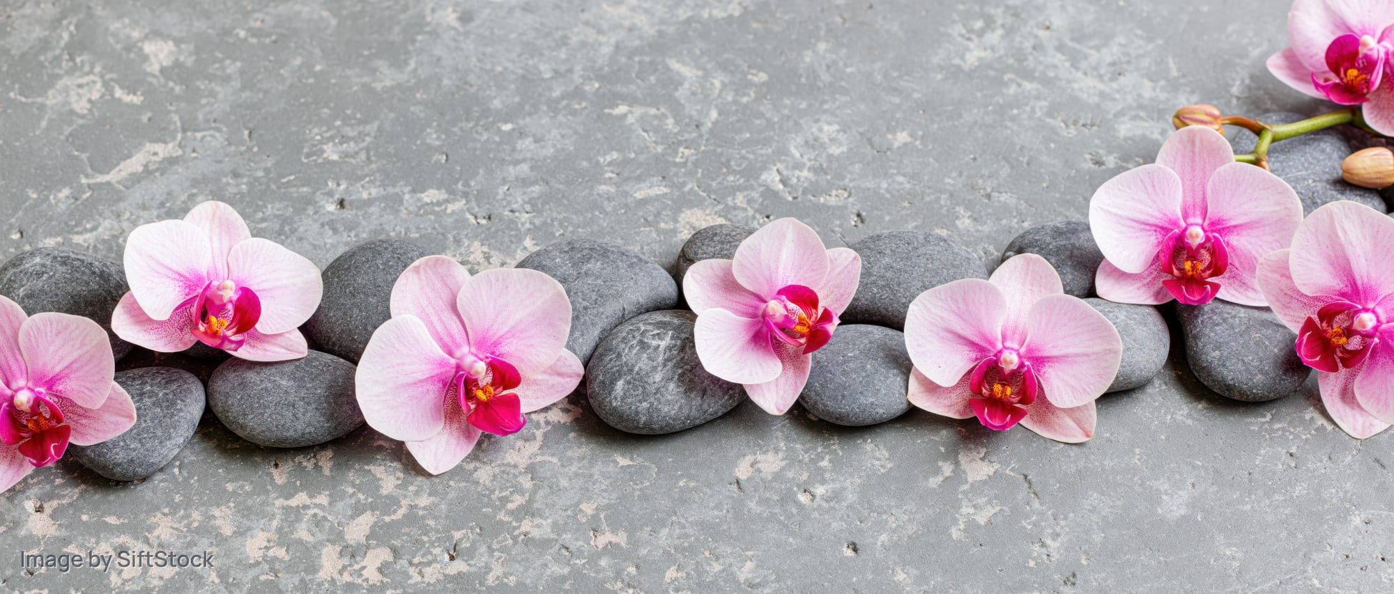 Pink phalaenopsis orchid blooms arranged with smooth grey river stones on a concrete surface