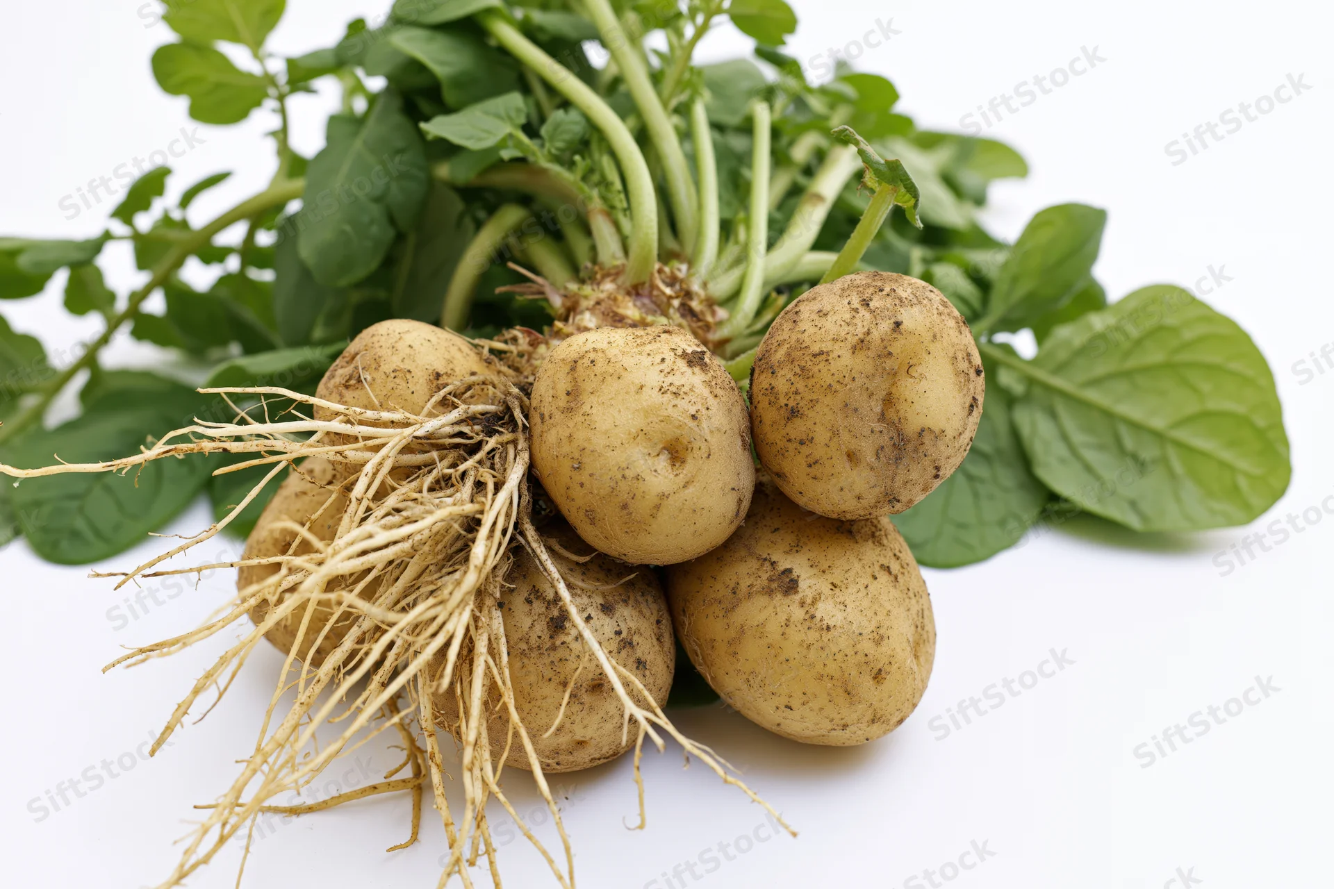 Potato plant with exposed roots and green leaves on white background