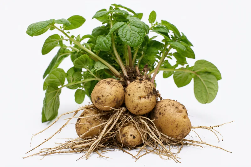 Potato plant with exposed roots and green leaves on white background