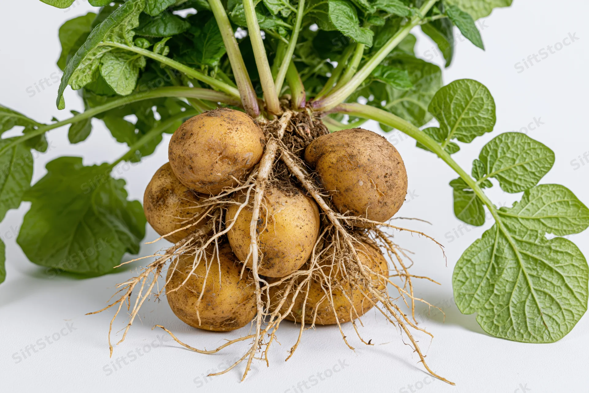 Potato plant with exposed roots and green leaves on white background