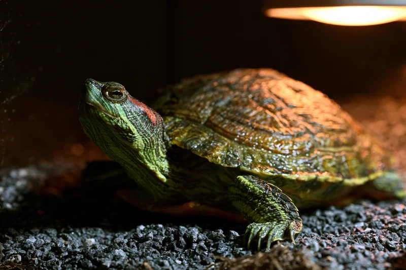 Red-eared slider turtle basking under heat lamp on dark gravel substrate in terrarium