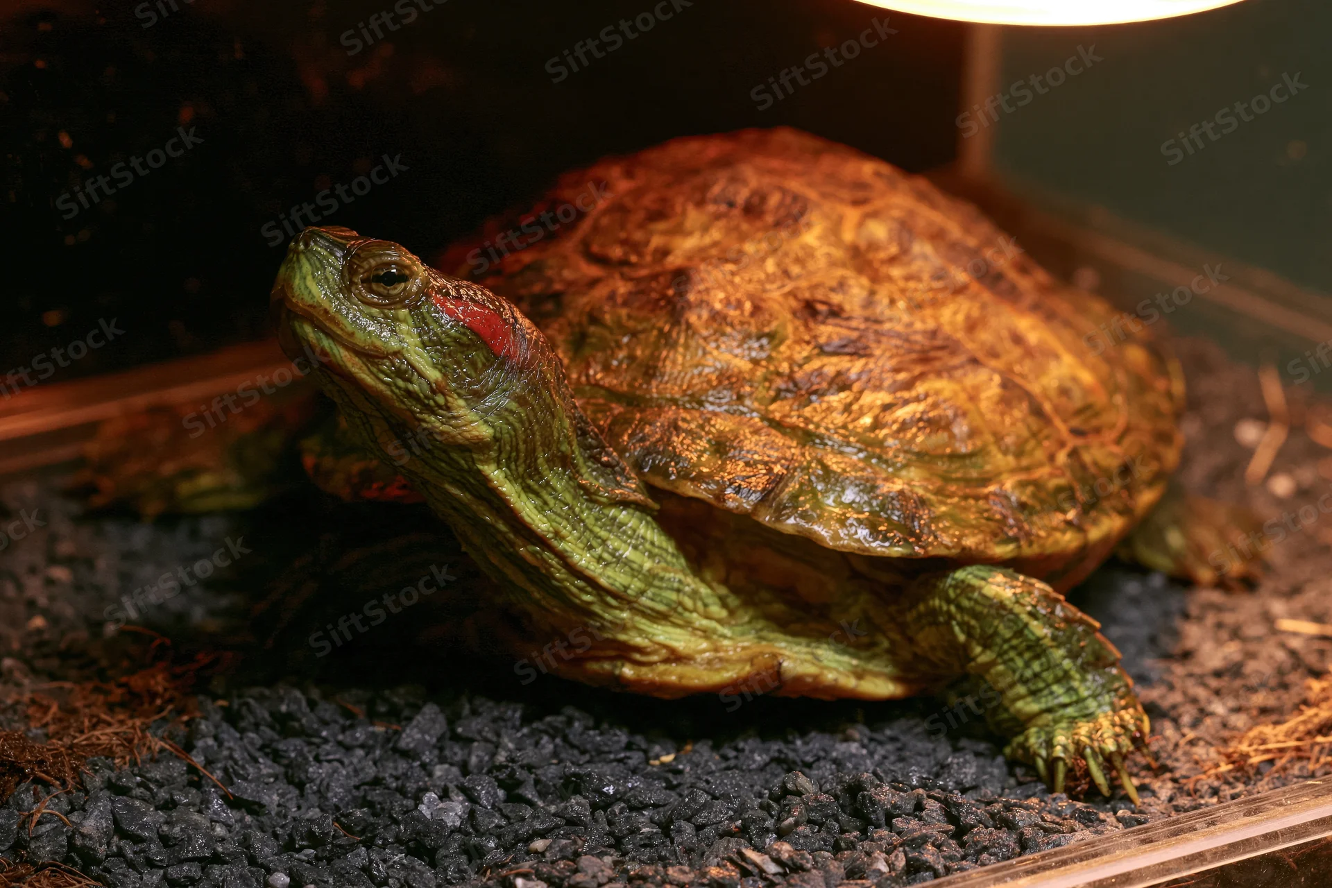 Red-eared slider turtle basking under heat lamp on dark gravel substrate in terrarium