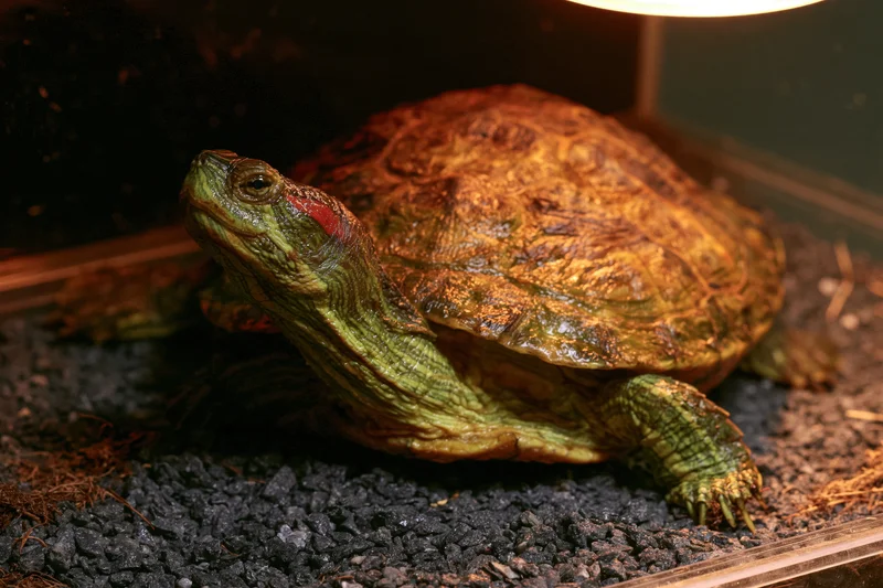 Red-eared slider turtle basking under heat lamp on dark gravel substrate in terrarium
