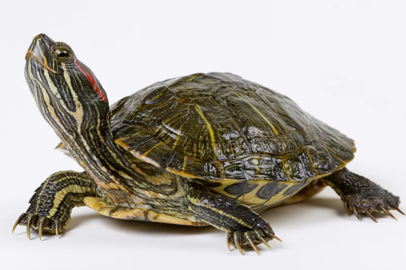 Red-eared slider turtle with head raised in alert posture on white background