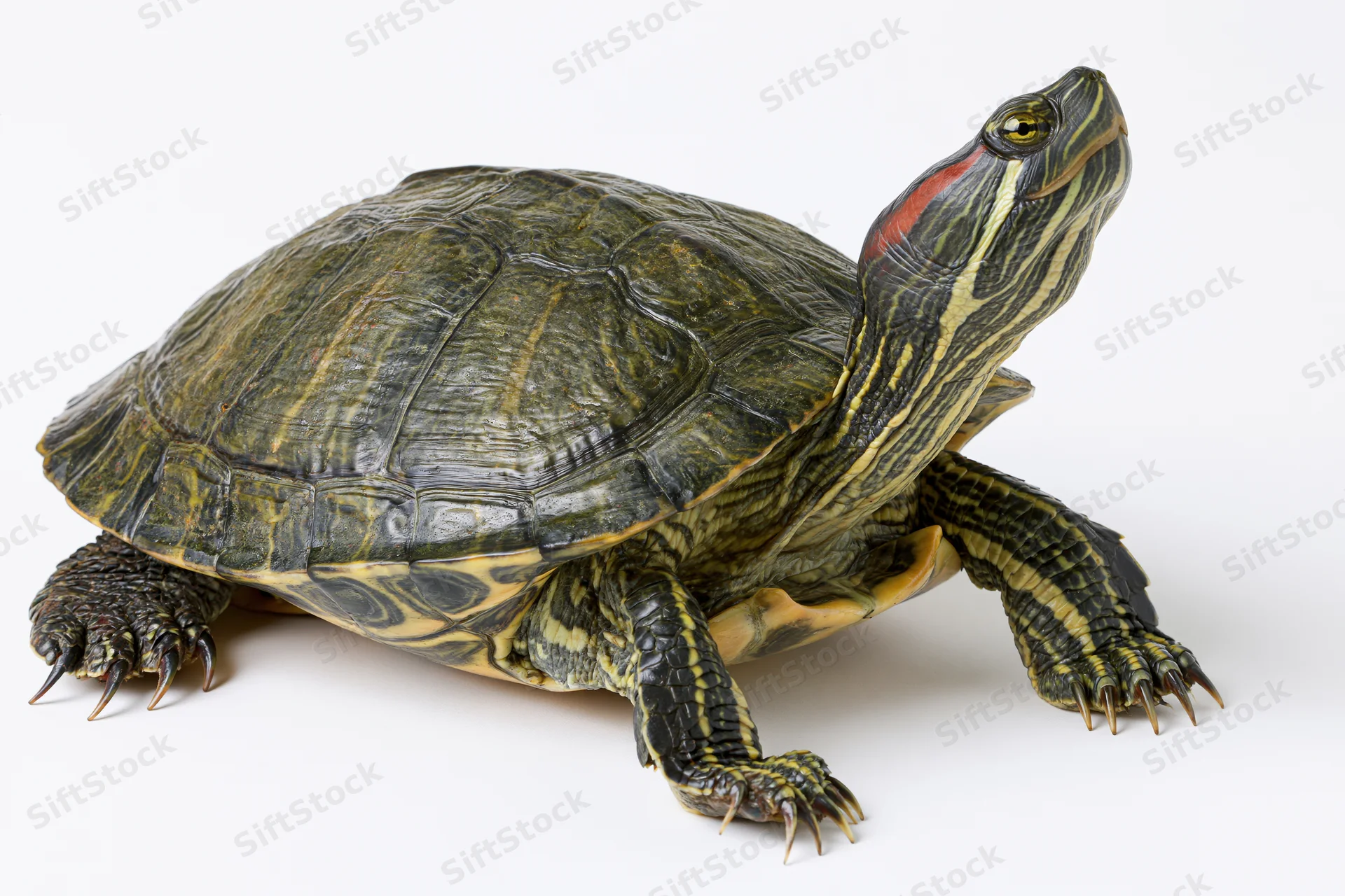 Red-eared slider turtle standing alert with head raised on white background
