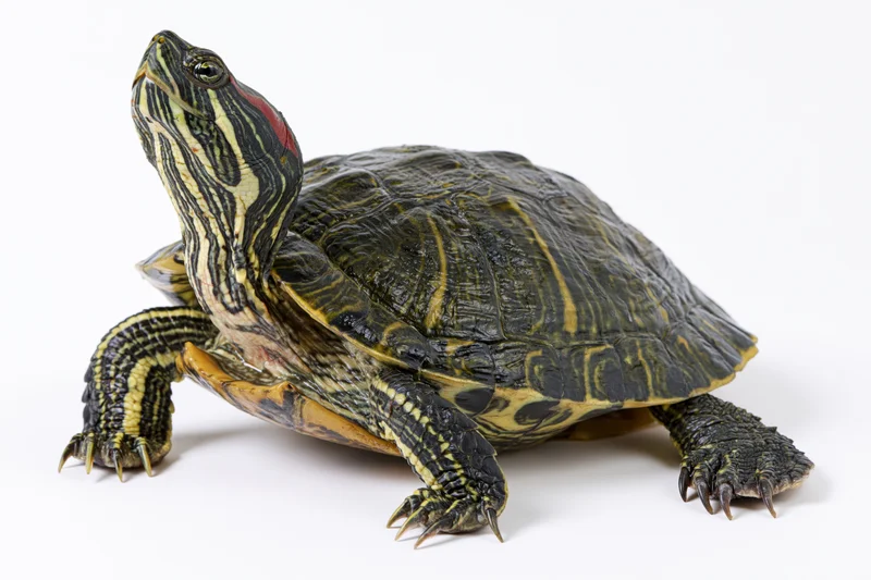 Red-eared slider turtle standing alert with head raised on white background
