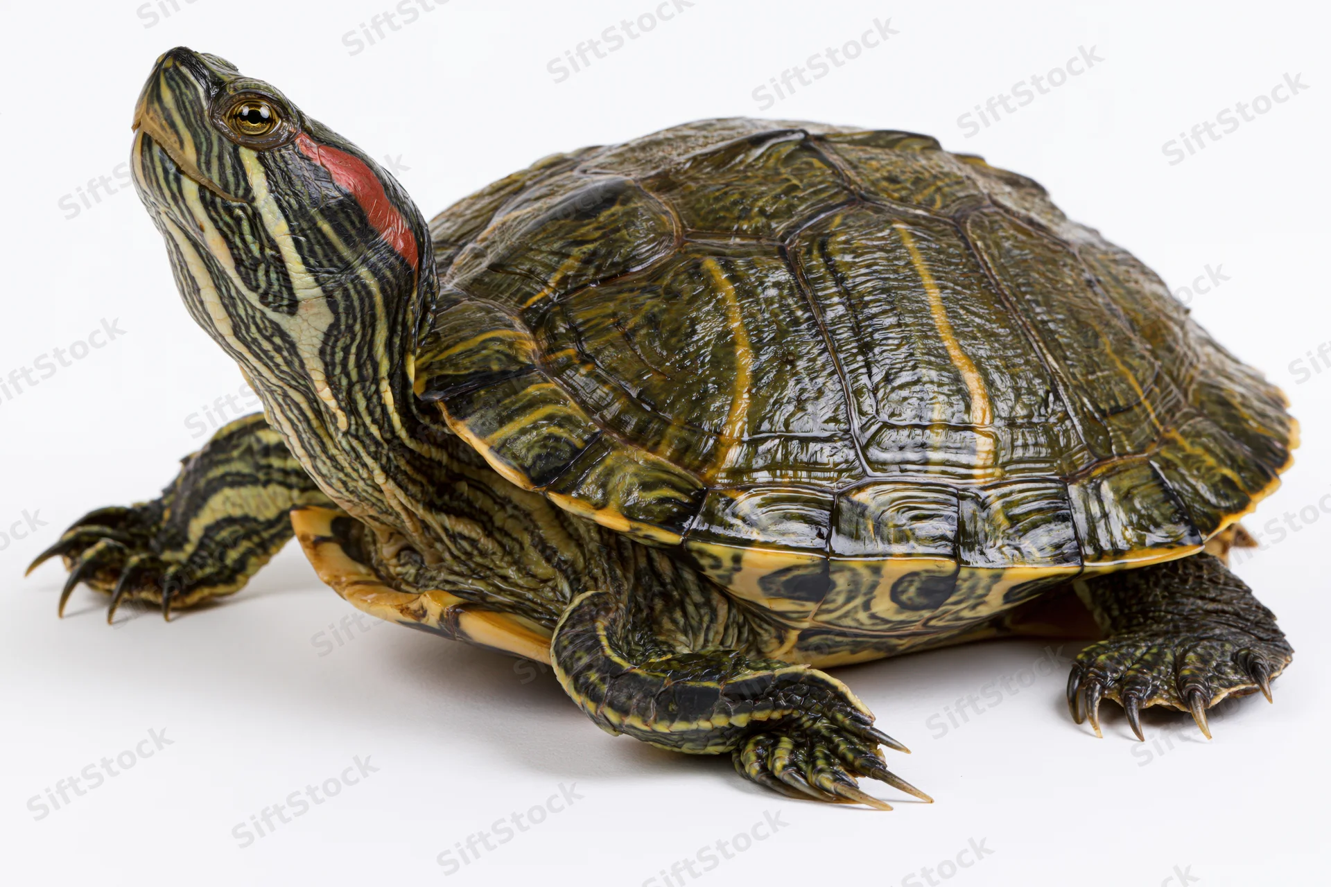 Red-eared slider turtle with head raised alertly on white background