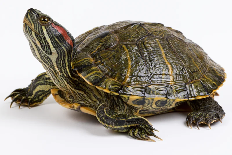 Red-eared slider turtle with head raised alertly on white background