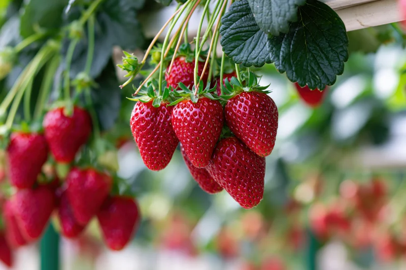 Ripe red strawberries hanging from elevated growing channels in a greenhouse garden