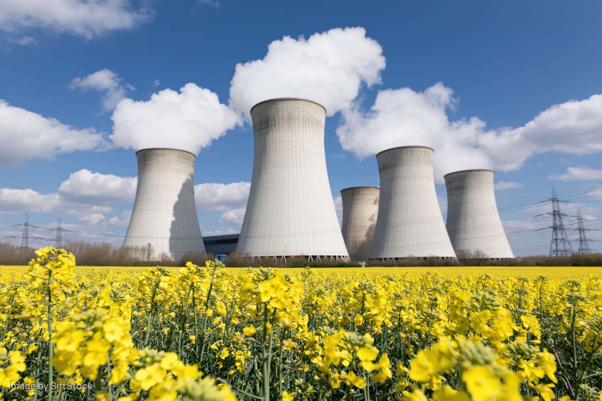Cooling towers at a nuclear power plant releasing steam against a blue sky with clouds, viewed from a field of yellow canola flowers in the foreground