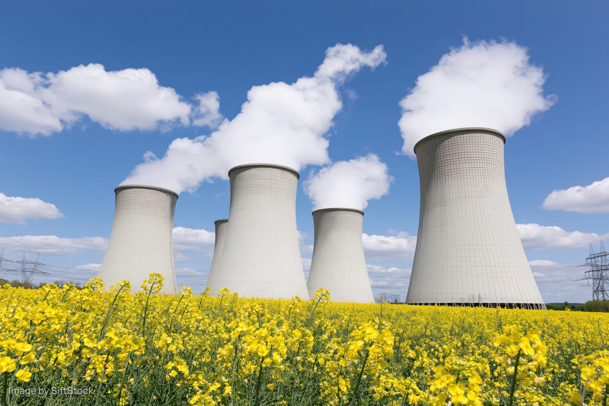 Cooling towers emitting steam at a nuclear power plant behind a field of yellow canola flowers