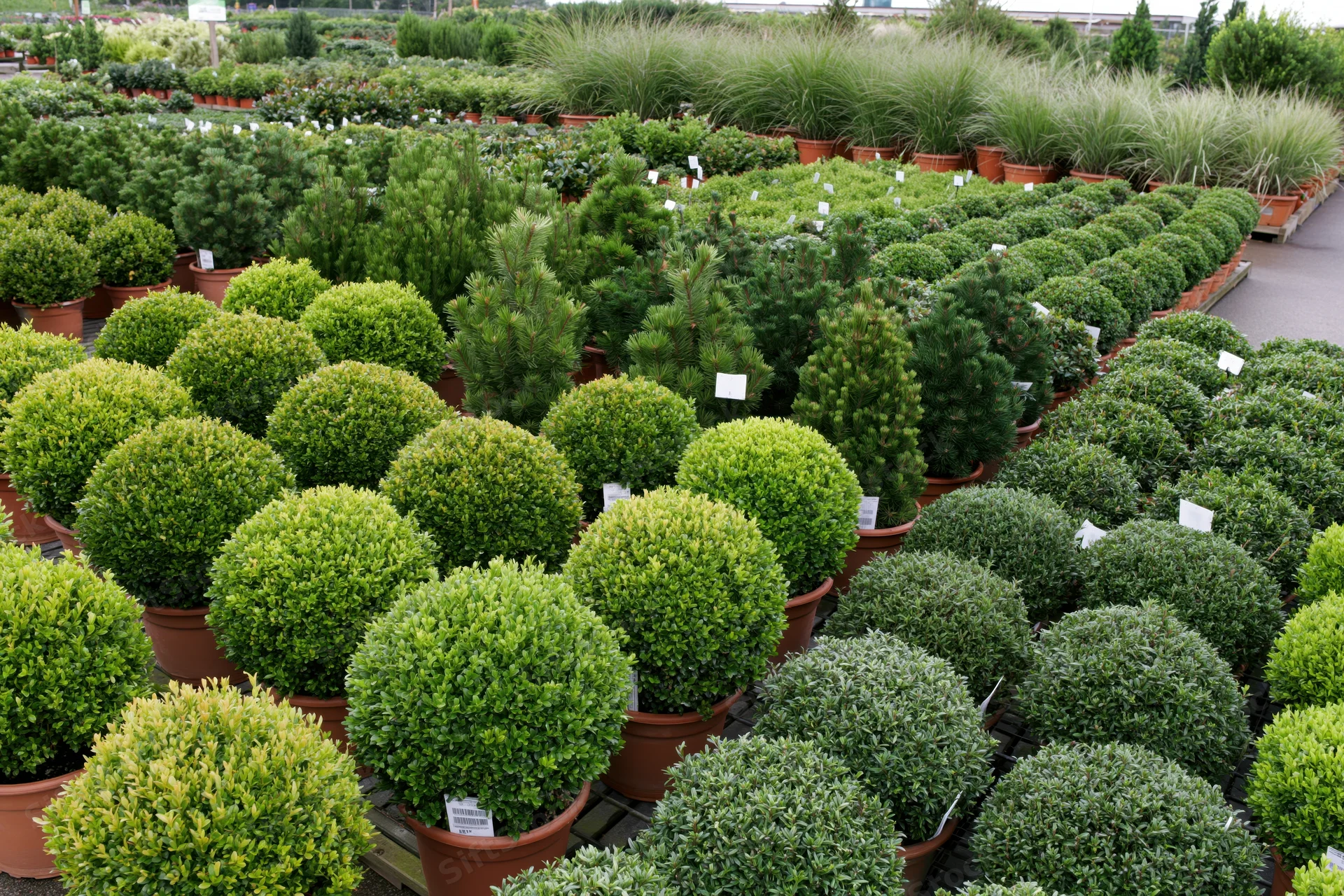 Rows of potted shrubs and conifers arranged in diagonal bands at a garden center
