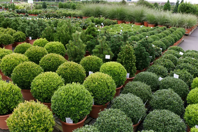 Rows of potted shrubs and conifers arranged in diagonal bands at a garden center