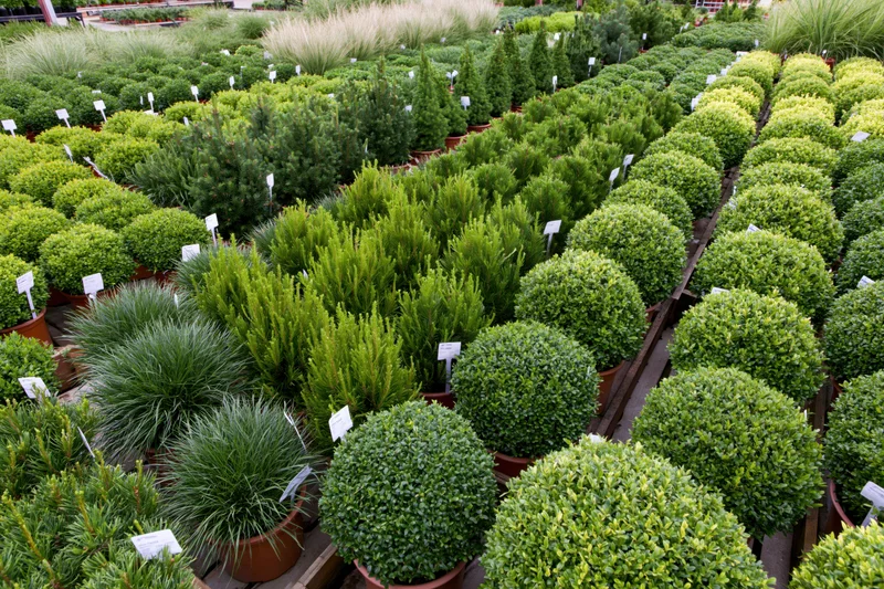 Rows of potted nursery plants arranged in dense diagonal bands in a garden center