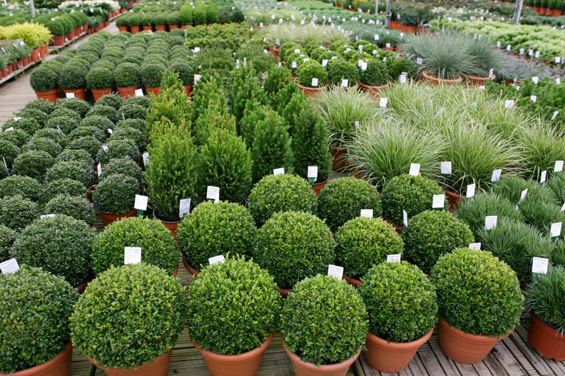Rows of potted shrubs and ornamental plants arranged diagonally in a garden center display