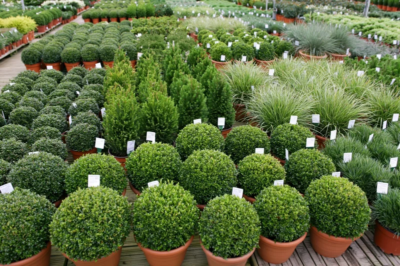 Rows of potted shrubs and ornamental plants arranged diagonally in a garden center display