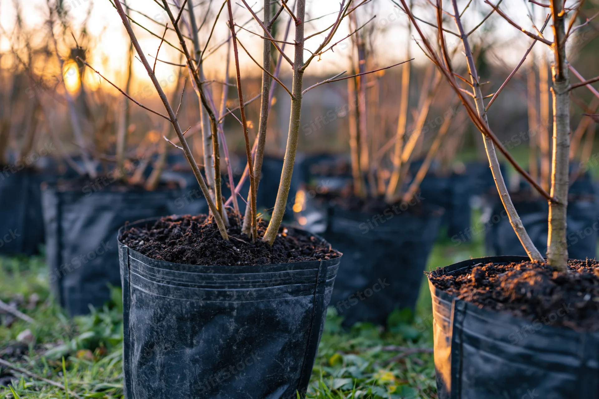 Young bare tree saplings in black plastic pots arranged in rows outdoors at sunset