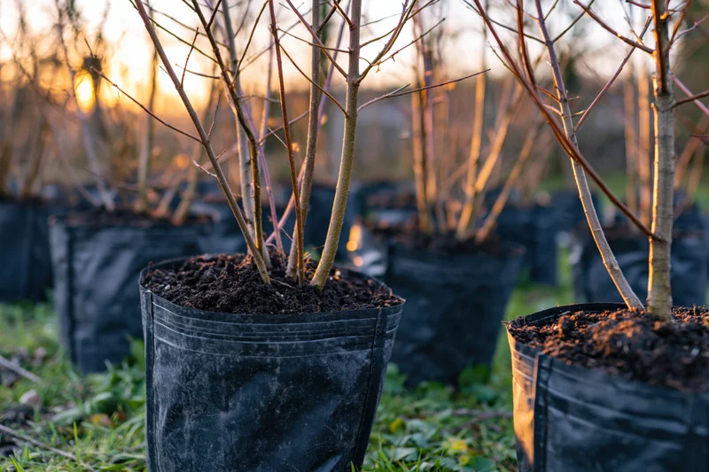 Young bare tree saplings in black plastic pots arranged in rows outdoors at sunset