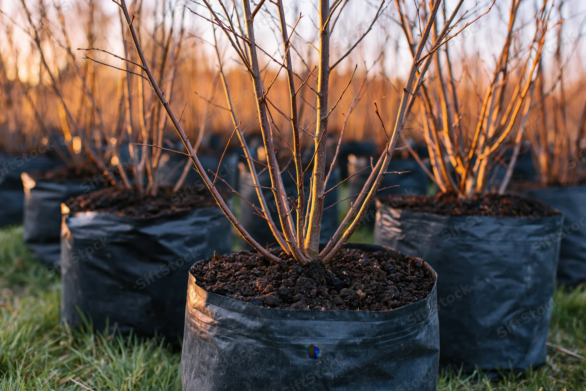 Young bare tree saplings in black plastic bags arranged in rows on grass at sunset