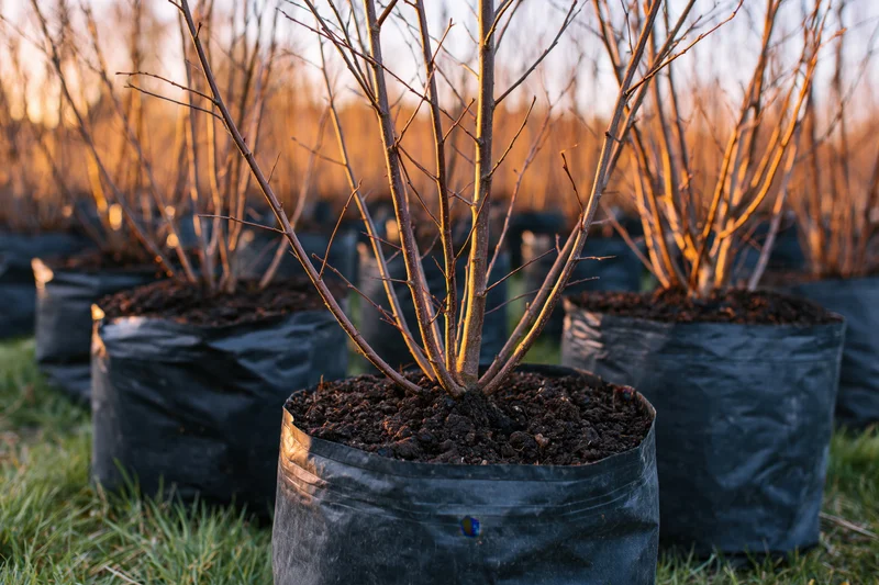 Young bare tree saplings in black plastic bags arranged in rows on grass at sunset