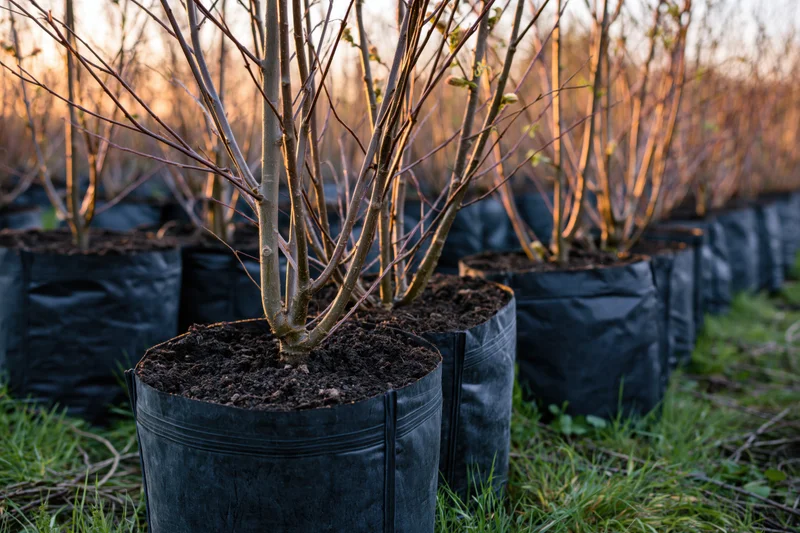 Young bare saplings growing in black plastic pots arranged in rows in an outdoor nursery field