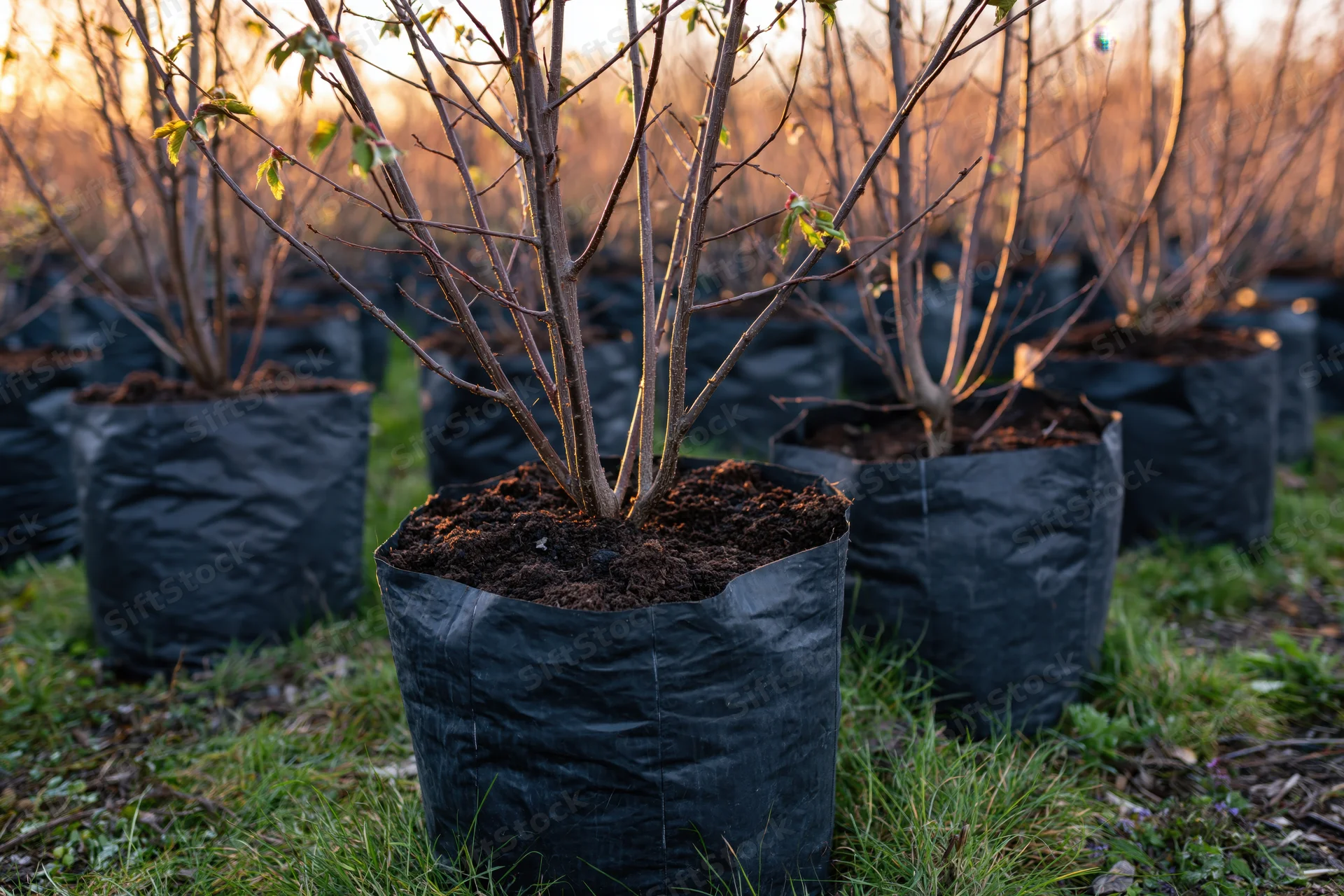Young bare tree saplings in black plastic bags arranged in rows on grassy field at sunset