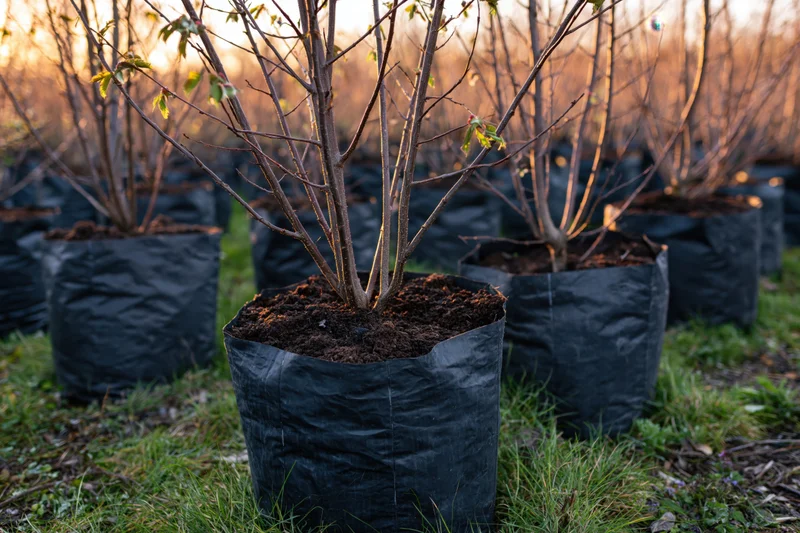 Young bare tree saplings in black plastic bags arranged in rows on grassy field at sunset