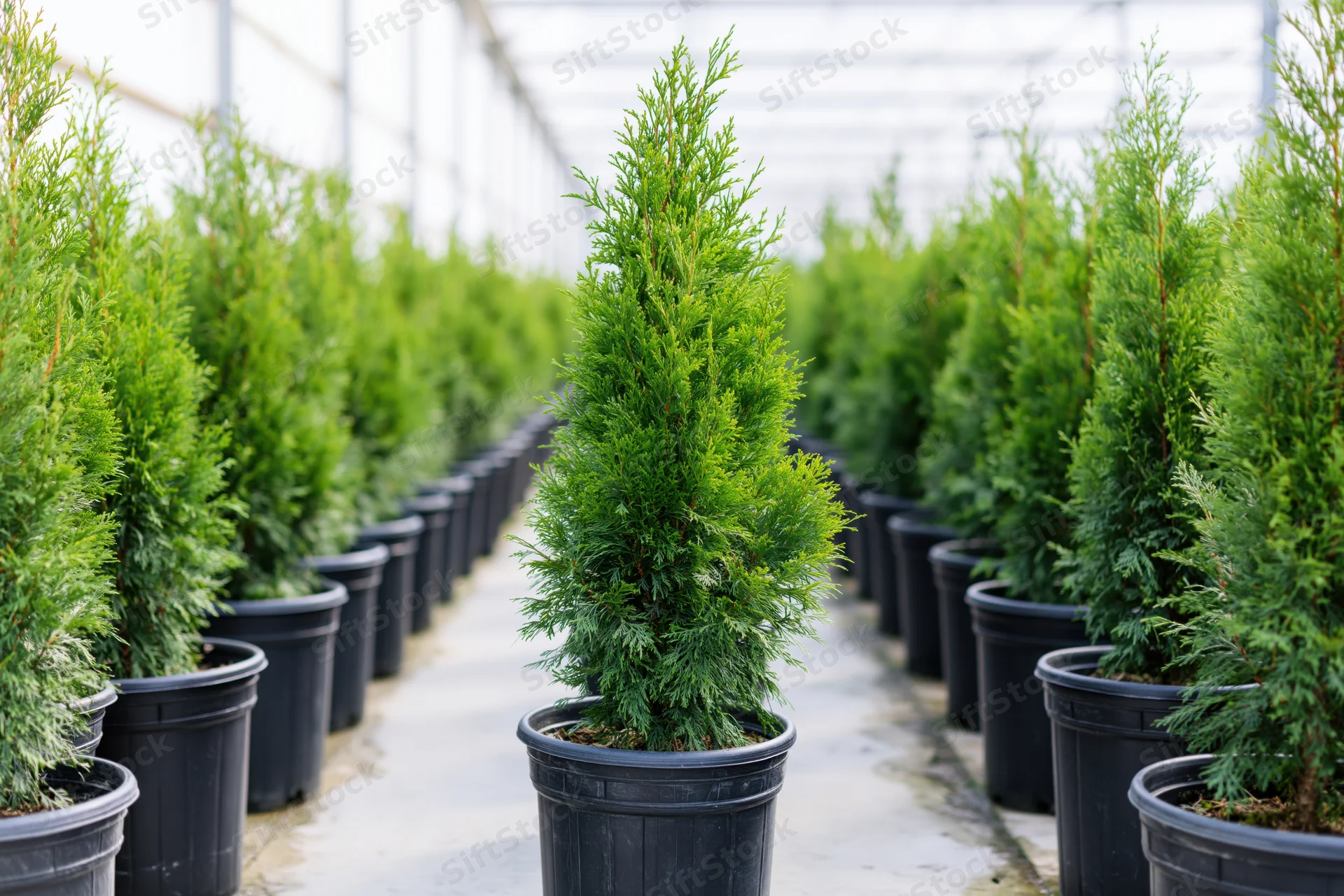 Rows of young thuja cypress trees in black plastic pots arranged in a greenhouse nursery