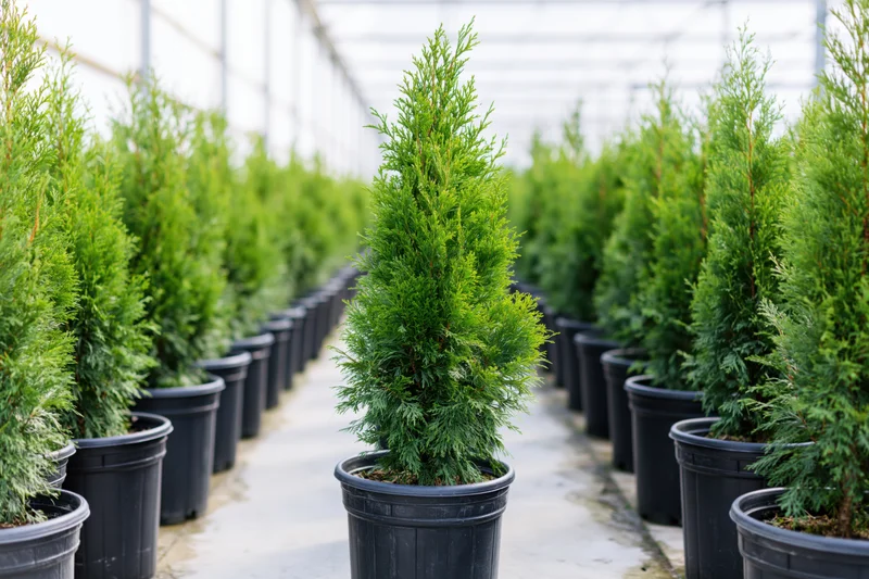 Rows of young thuja cypress trees in black plastic pots arranged in a greenhouse nursery