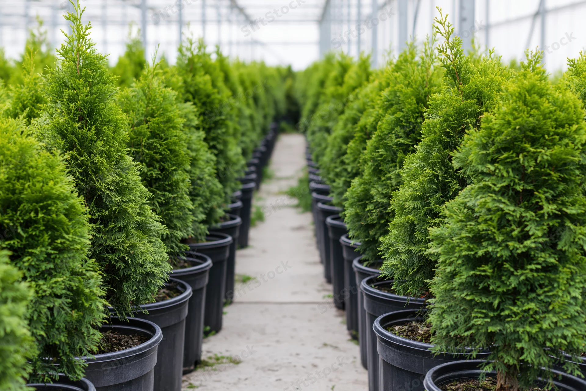Rows of young thuja cypress trees in black plastic pots inside a greenhouse nursery