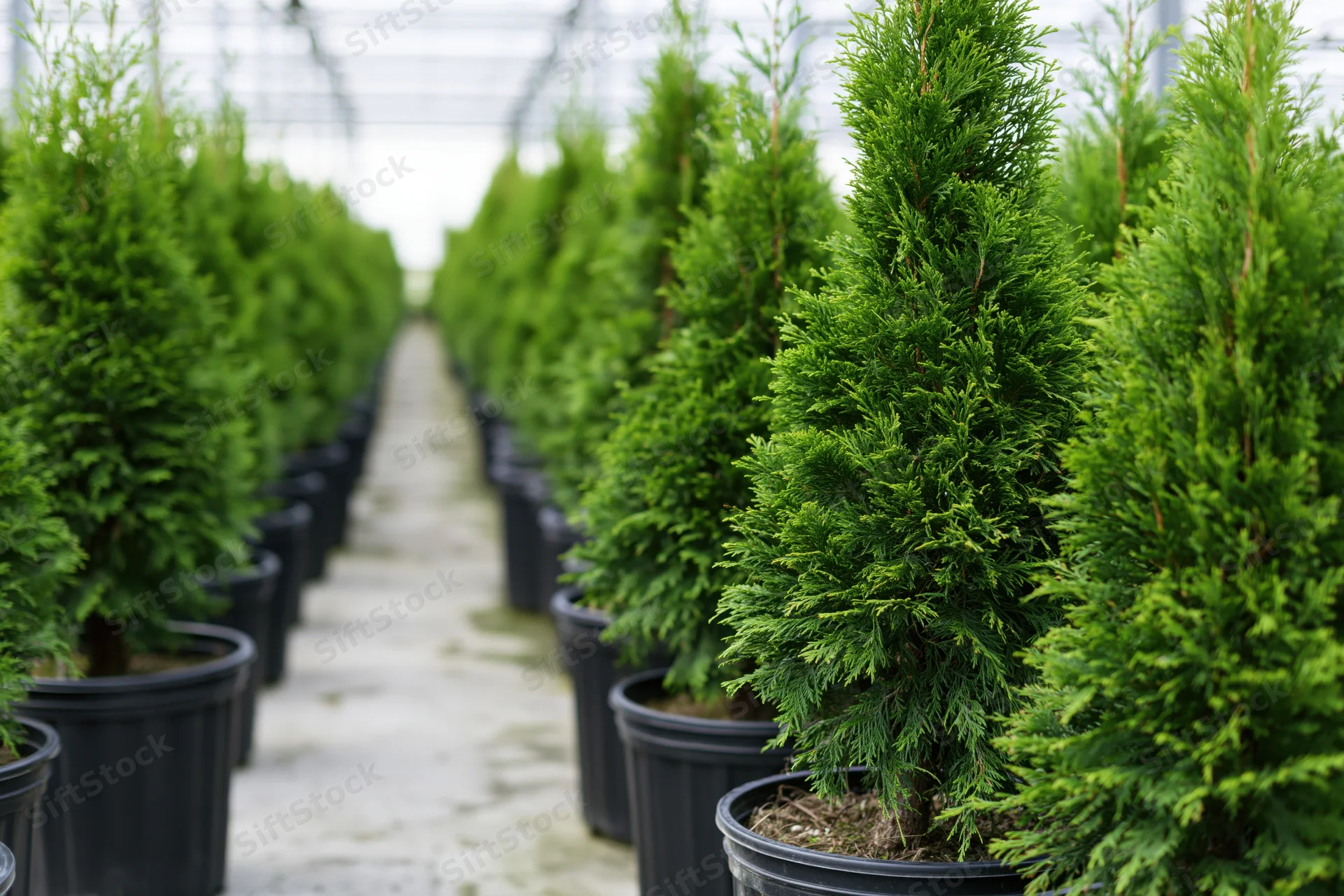 Rows of young thuja cypress trees in black plastic pots arranged in a greenhouse pathway