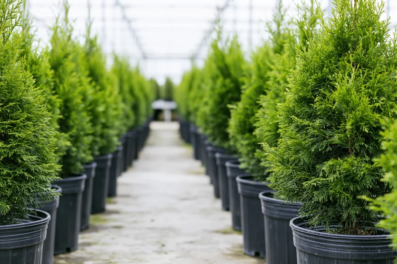 Rows of young thuja cypress trees in black plastic pots inside a greenhouse