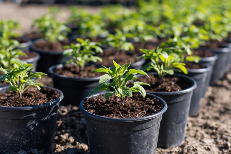 Young vegetable seedlings growing in rows of black plastic pots outdoors in sunlight