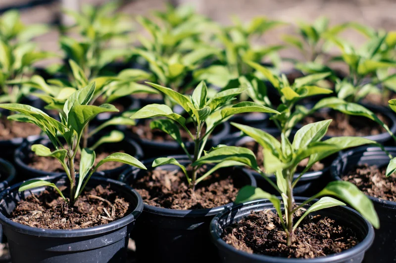Young vegetable seedlings growing in black plastic pots arranged in rows outdoors in sunlight