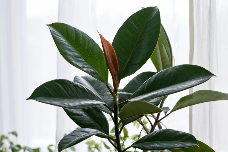 Ficus elastica plant with large glossy dark green leaves near a window with white curtains