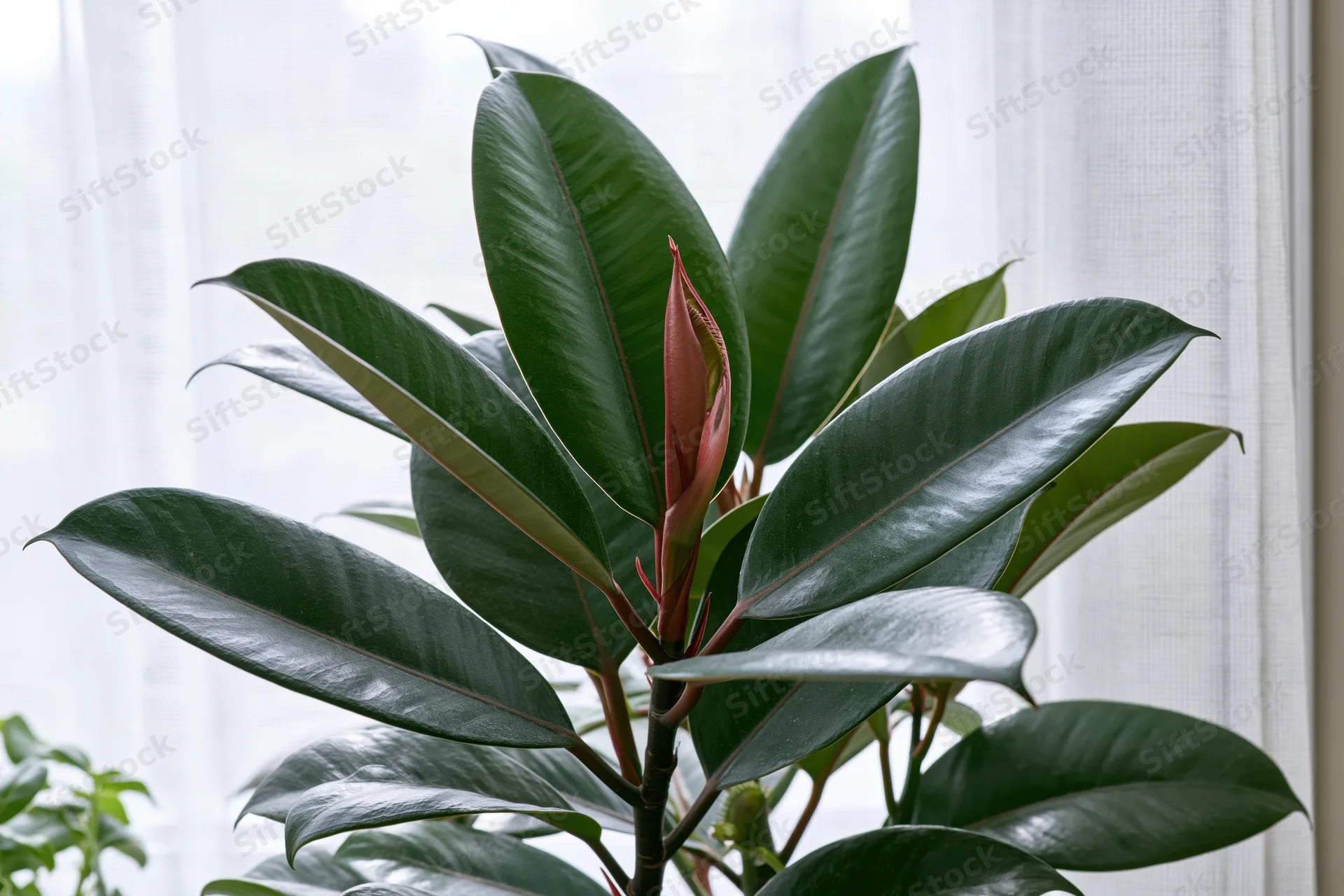 Ficus elastica plant with large glossy dark green leaves and a new red bud near a window with sheer curtain